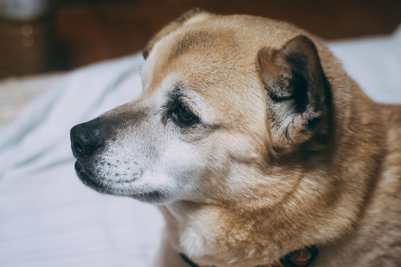 室内で横顔を見せながら一点を見つめる茶色の柴犬