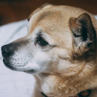 もの悲しそうに一点を見つめる柴犬の横顔、室内で撮影の写真