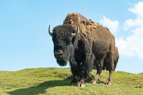 大草原のバイソン