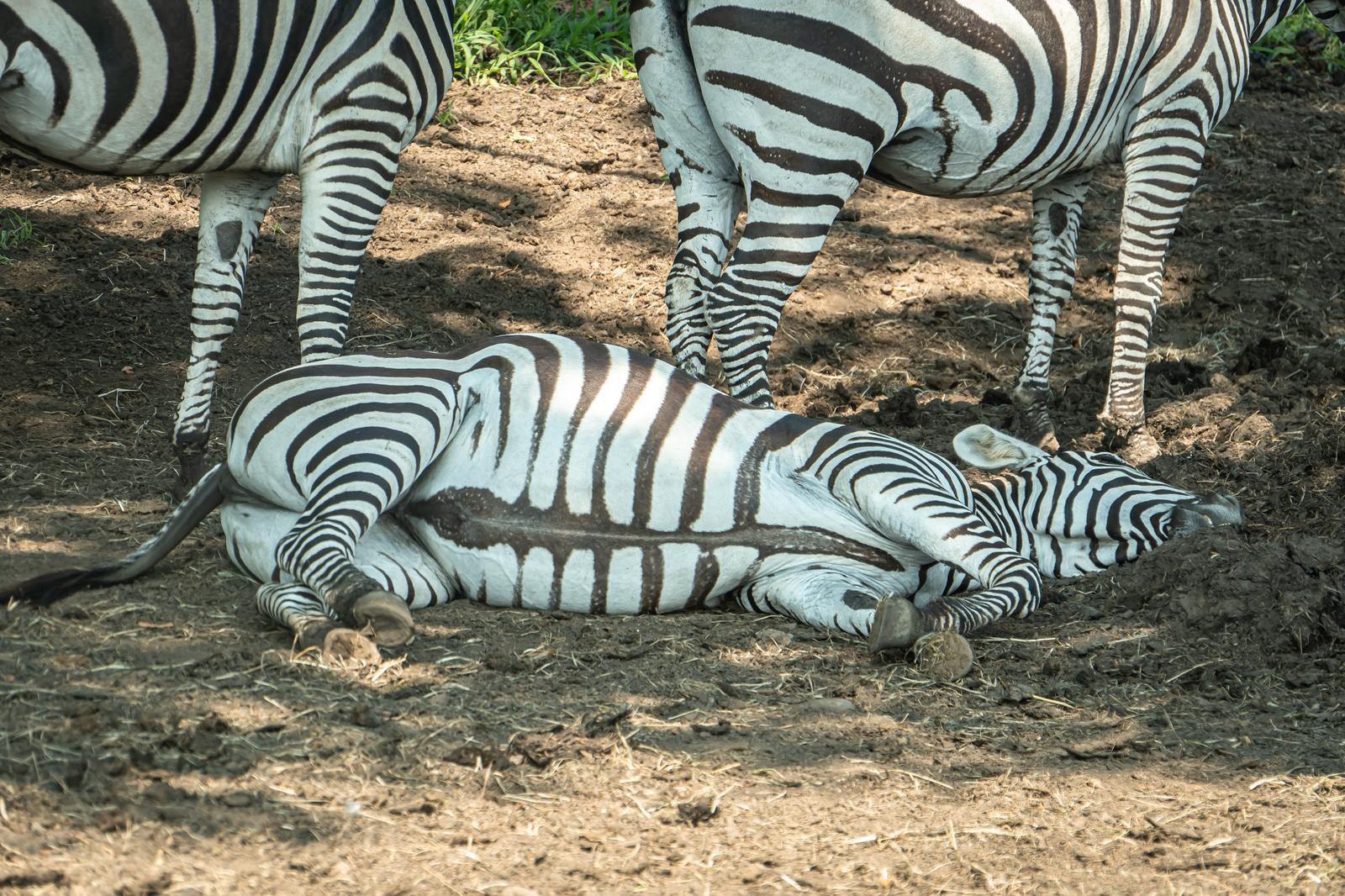 土の地面に寝転んだシマウマと立っているシマウマたち