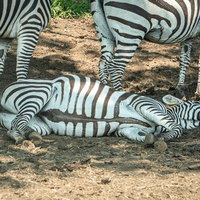俺が横断歩道やるからさっさと渡りな！の写真