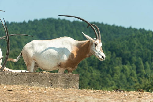 立派な角が印象的なオリックス