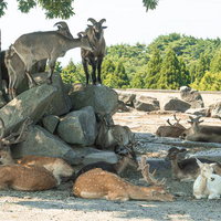 岩山の上に立つヤギと地面で休息するニホンジカの群れの写真