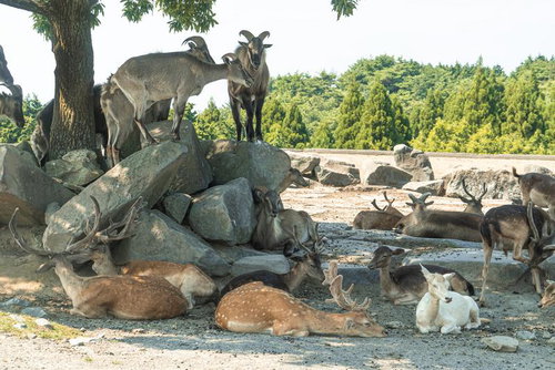 岩山の上に立つヤギと地面で休息するニホンジカの群れ