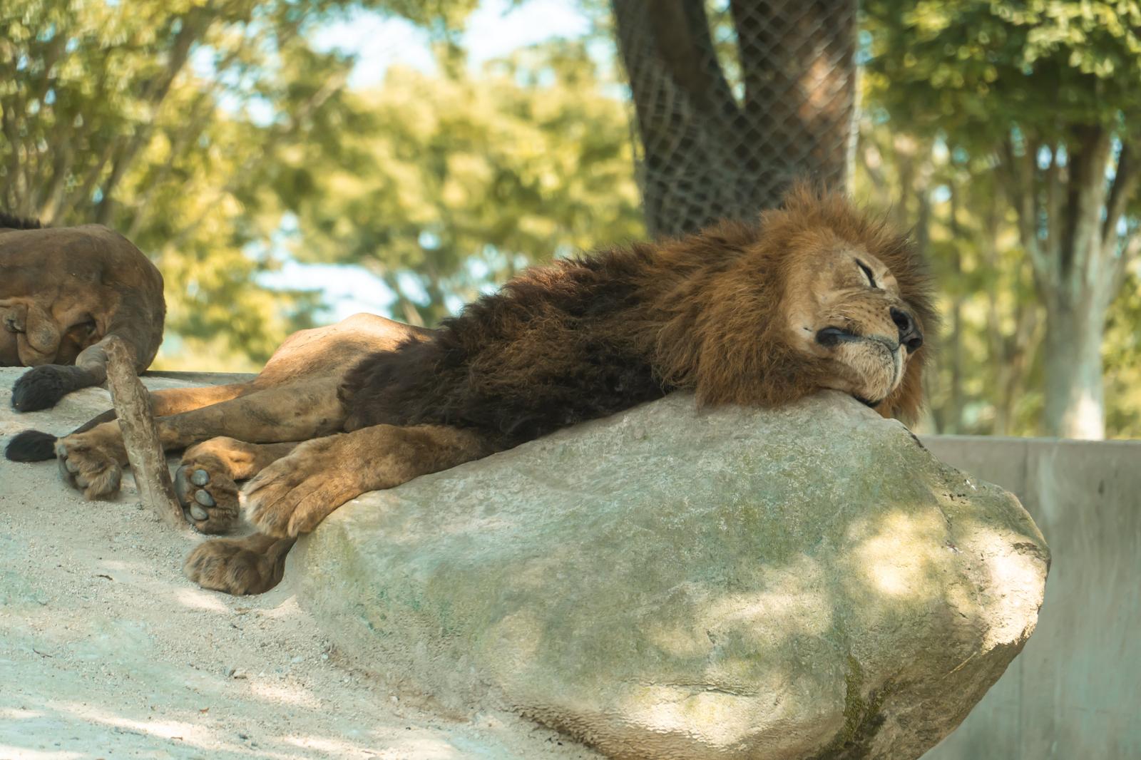 岩の上で横になって眠るたてがみのあるオスライオン