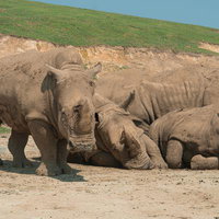 サイを4匹以上みつけられた方はIQ130以上あります。の写真