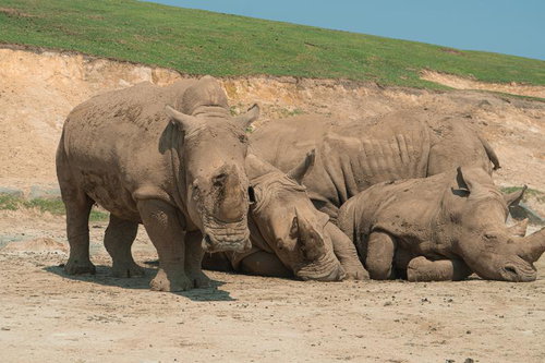 サイを4匹以上みつけられた方はIQ130以上あります。