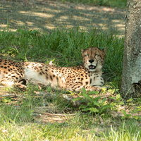 木陰の草地で休むチーターの写真