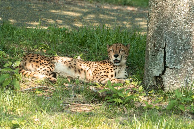 威嚇するヒョウのメスの剥製の写真素材 - フリー素材ぱくたそ