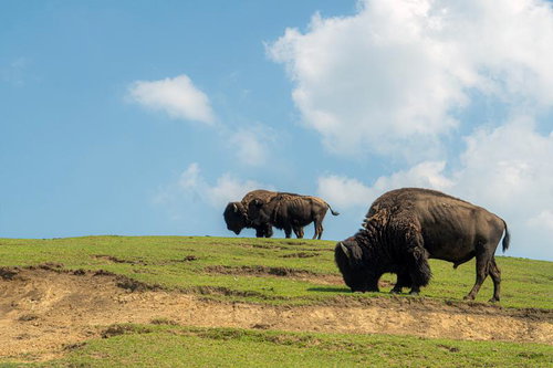 青空と白い雲の下で草を食むバイソンの群れ
