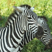 緑の草原で寄り添うアフリカの野生シマウマたちの写真