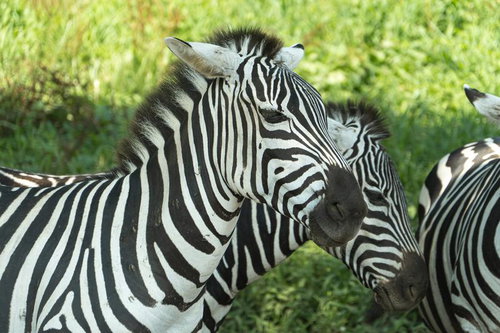 緑の草原で寄り添うアフリカの野生シマウマたち