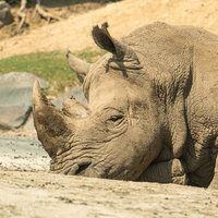 砂場で休息するサイの横顔と厚い皮膚の質感の写真