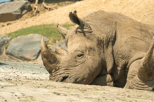 砂地に横たわるシロサイの横顔と大きな角