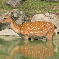 池で水を飲む白斑模様の鹿の写真