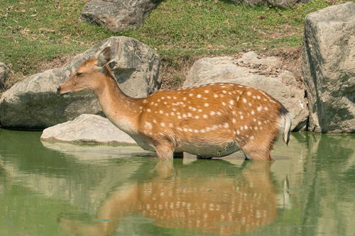 池で水を飲む白斑模様の鹿
