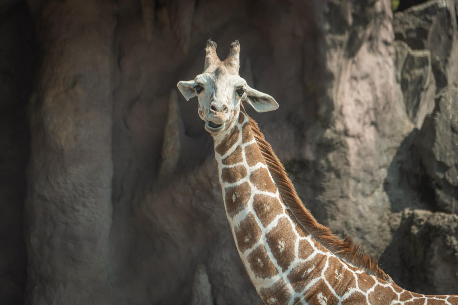 岩場を背景に振り返るキリンの上半身