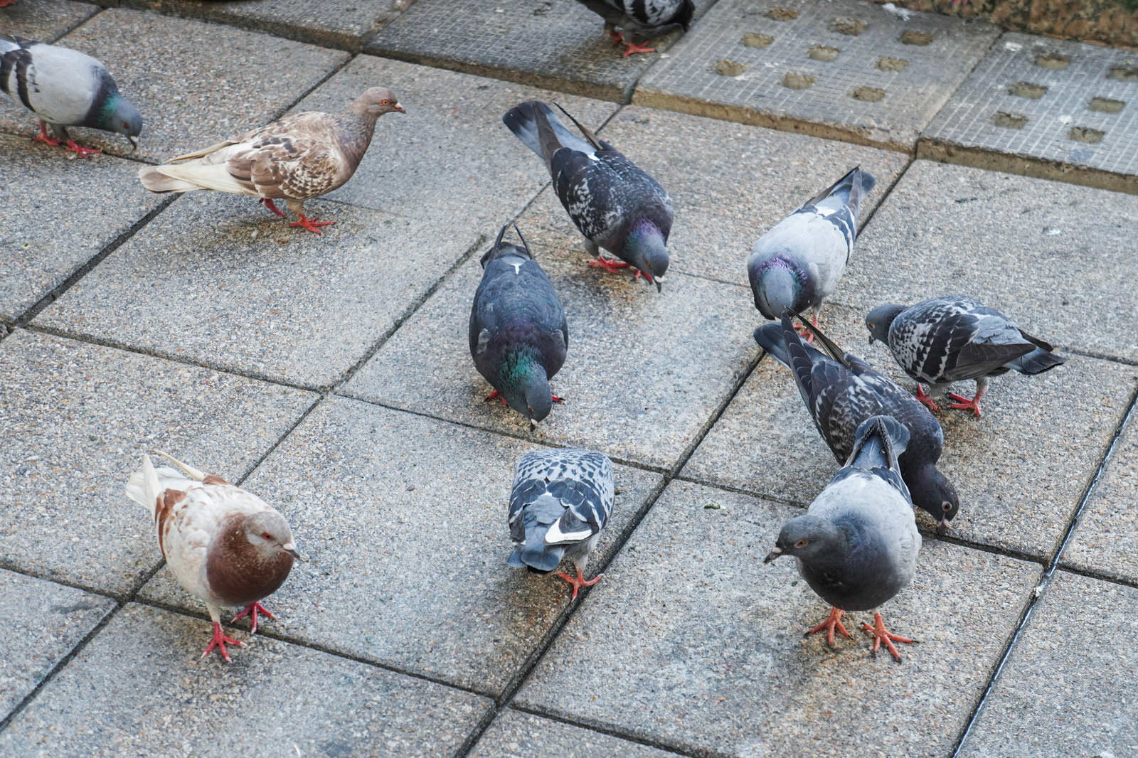 石畳の路面で餌を探している複数の鳩たちの様子