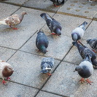 石畳の路面に落ちた餌を物色する鳩の群れの写真