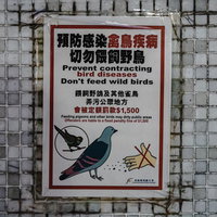 鳩に餌をあげてたら罰金1500香港ドル、香港の注意喚起ポスターの写真