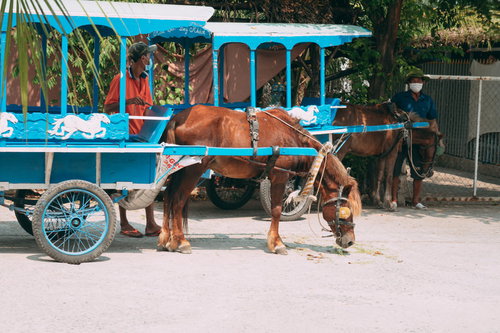 ベトナムの馬車観光で街を巡る青い馬車と茶色の馬