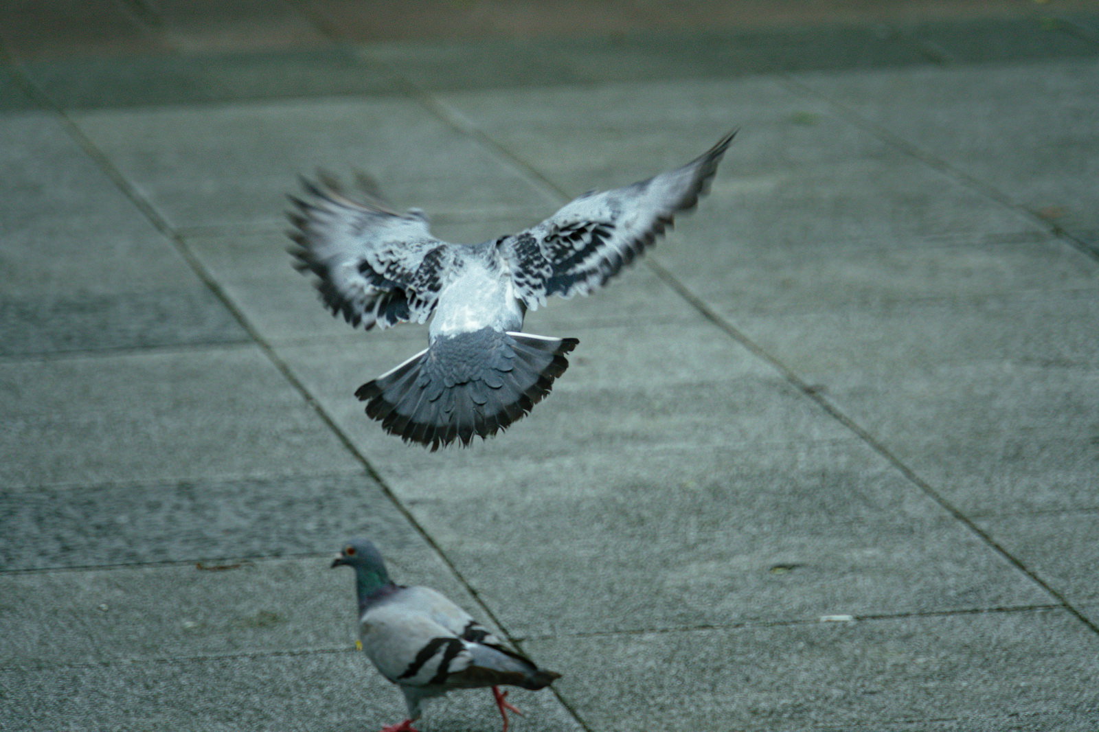石畳の上で翼を広げて羽ばたく鳩