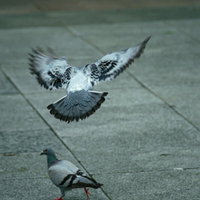 石畳の上で翼を広げて羽ばたく鳩の写真