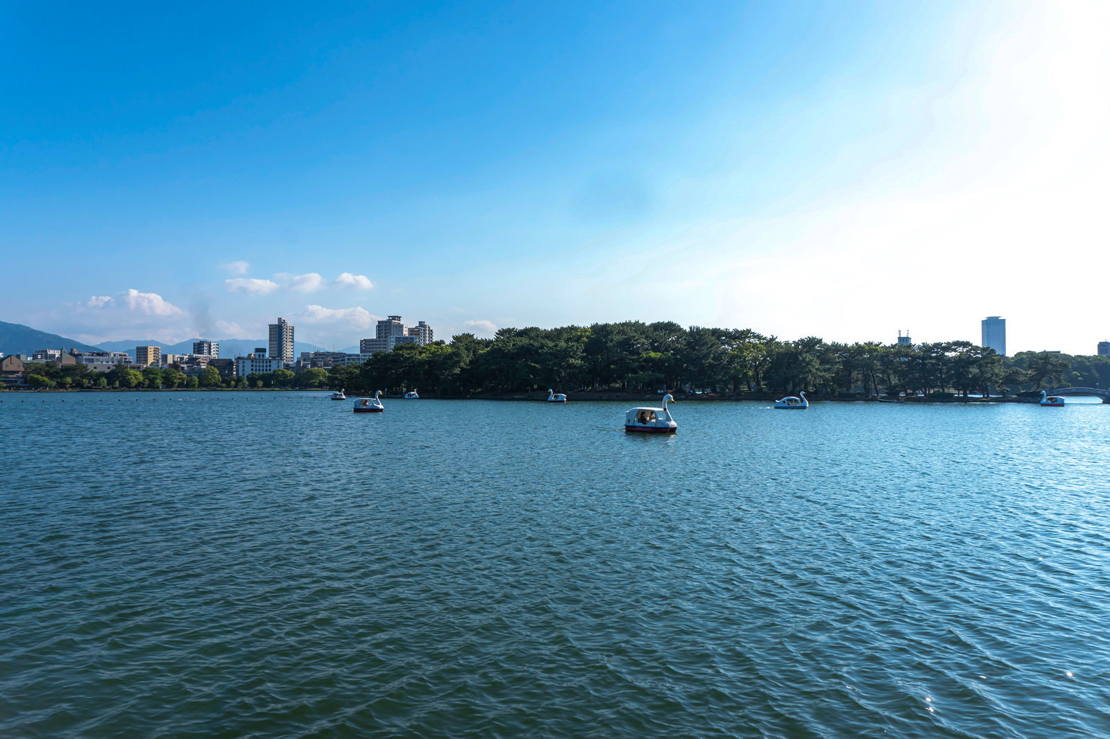 福岡の大濠公園で青空の下、湖に浮かぶスワンボート