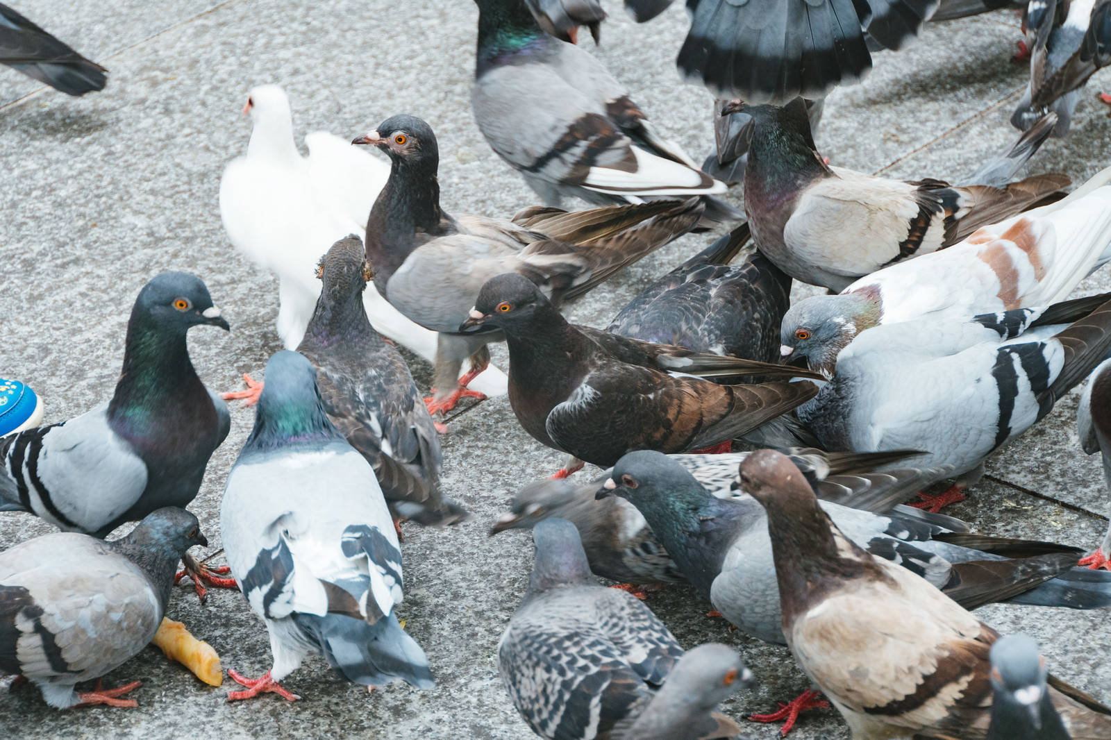 地面に集まって餌を期待している多数の鳩たち
