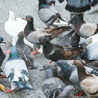 地面に集まって餌を期待する鳩の集団のの写真
