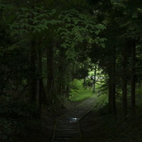 うっそうとした森を抜ける木道、薄暗い林を進む木製の歩道の写真