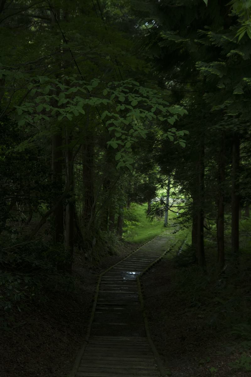 木々が密生する森の中を延びる木道