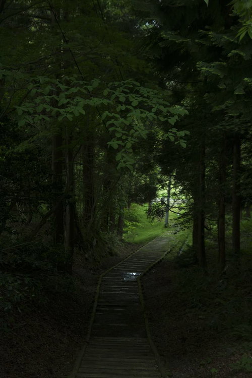 うっそうとした森を抜ける木道、薄暗い林を進む木製の歩道