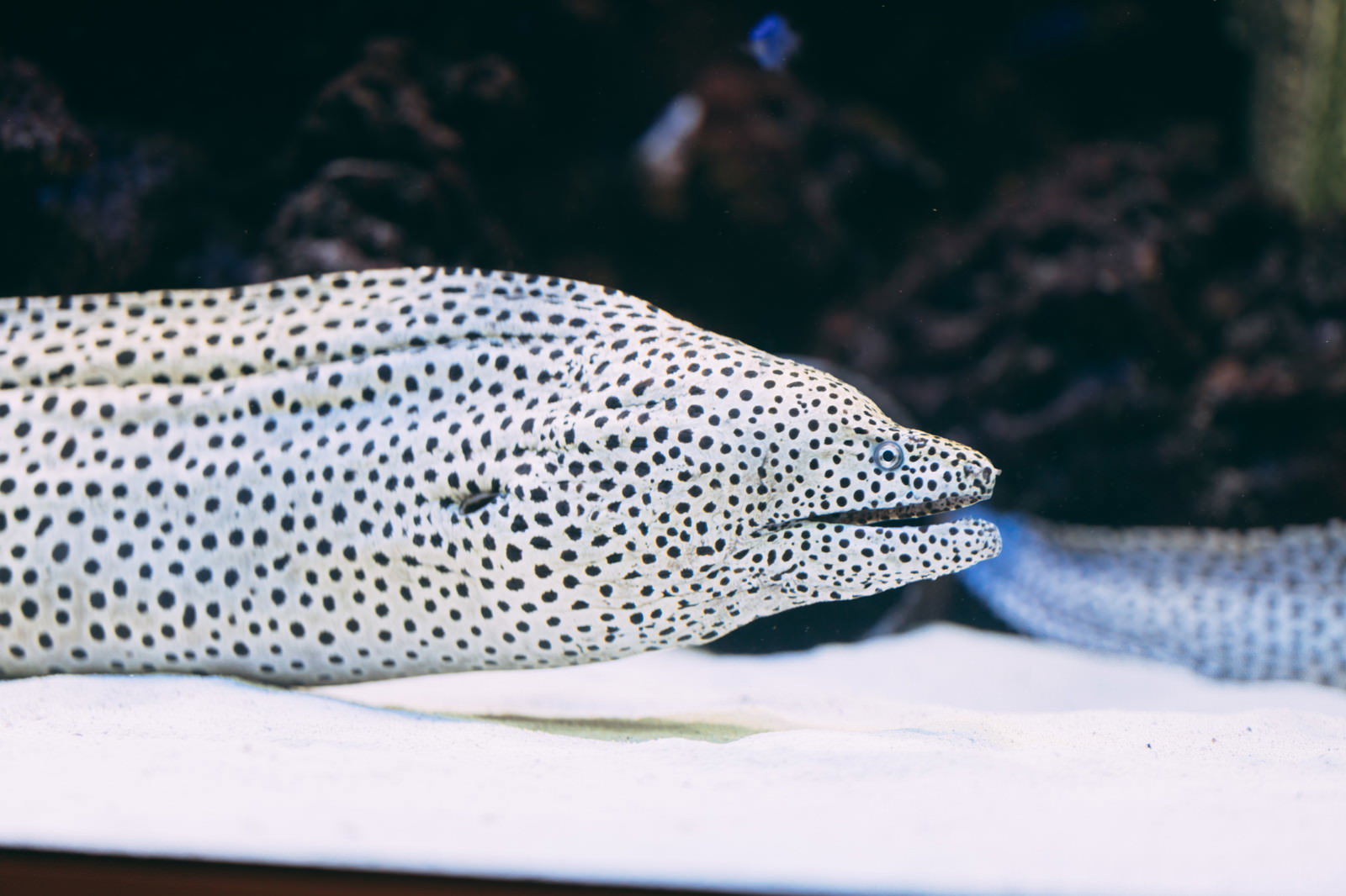 白い斑点模様が美しいニセゴイウツボが水族館の水槽で休んでいる