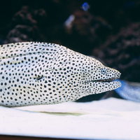 まだら模様のニセゴイウツボの写真