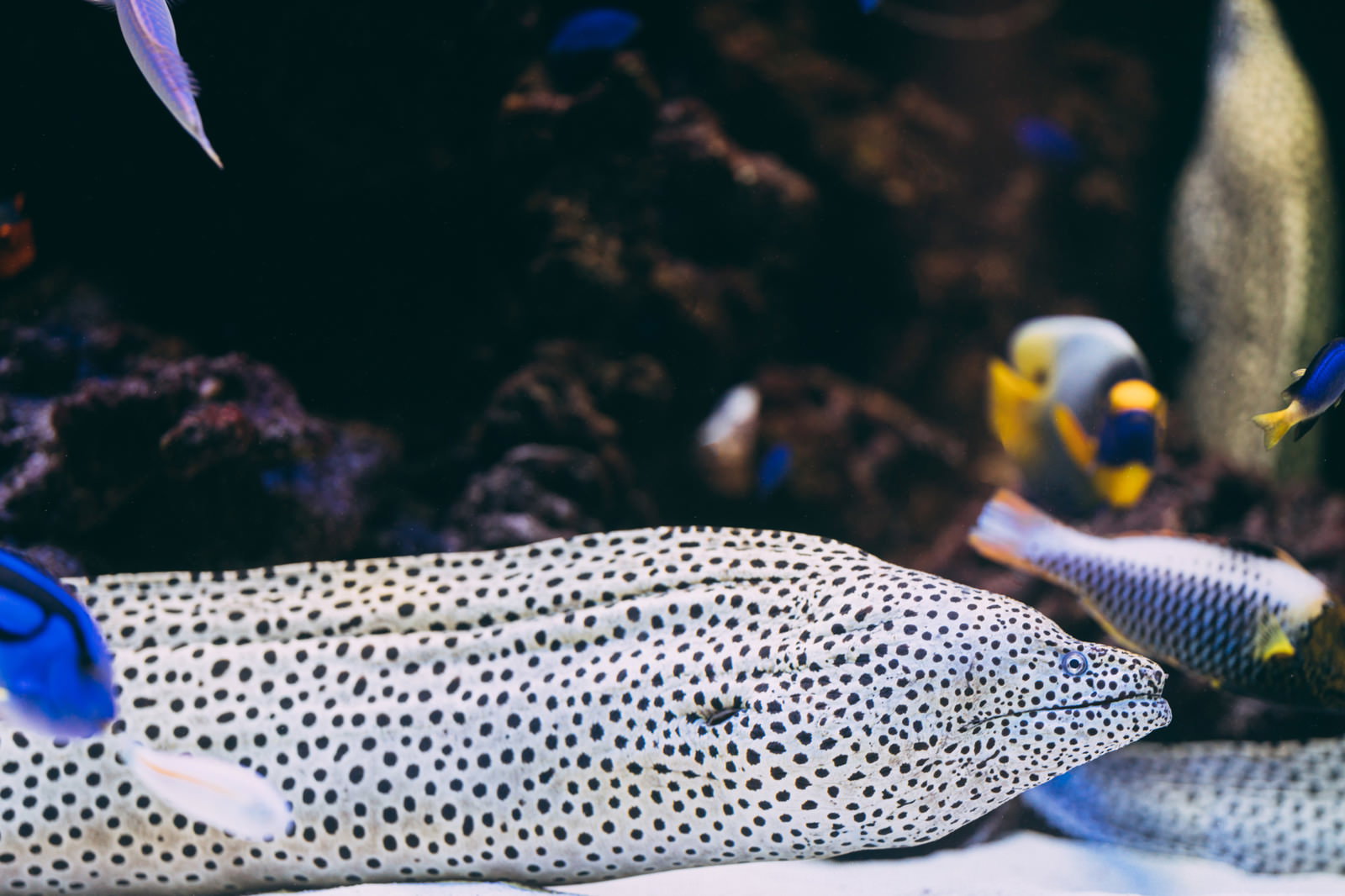 水族館の水槽で岩の隙間から顔を出している白い斑点模様のウツボ