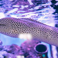 水族館の水槽を泳ぐうつぼの写真