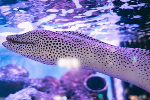 水族館の水槽を泳ぐうつぼ