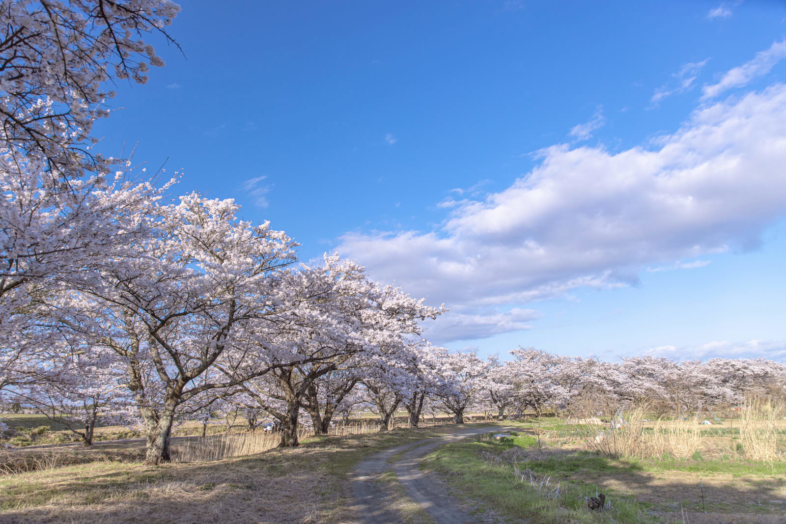笹原川沿いの桜並木が満開で、青空の下に白い花が咲き誇っている風景
