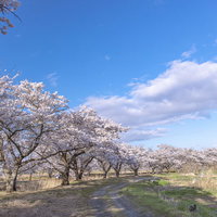 福島・笹原川千本桜が満開の花見風景、青空の下に咲き誇る桜並木の写真