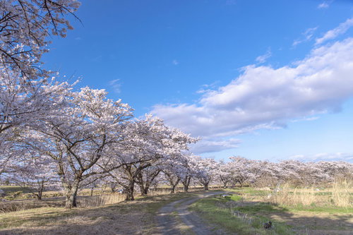 福島・笹原川千本桜が満開の花見風景、青空の下に咲き誇る桜並木