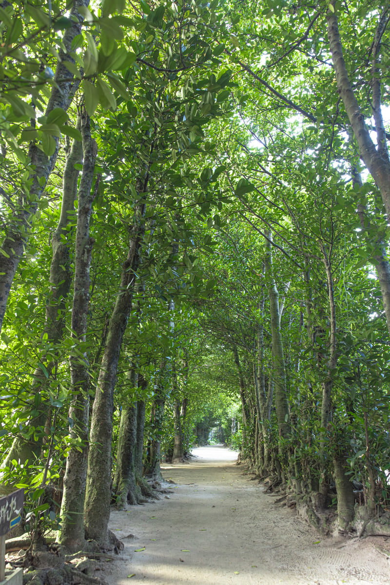 沖縄の備瀬のフクギ並木で、樹木が両側に立ち並び緑のトンネルを作っている風景