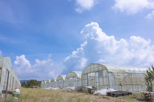 青空と立ち並ぶビニールハウス
