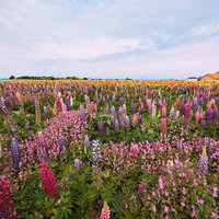 鮮やかなルピナスが満開に咲く広大な花畑の風景の写真