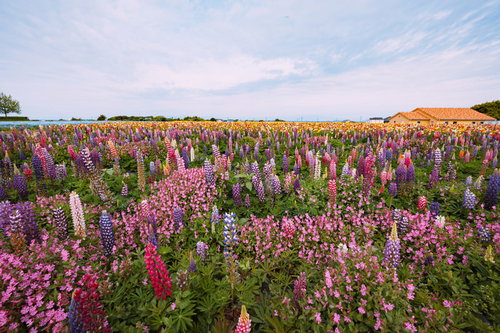 鮮やかなルピナスが満開に咲く広大な花畑の風景