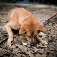 首輪とリードをつけて散歩中の茶色い犬、落ち葉の上を歩くの写真