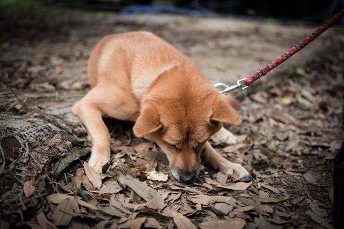 首輪とリードをつけて散歩中の茶色い犬、落ち葉の上を歩く
