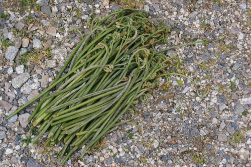 ワラビを採ったよ（山菜）