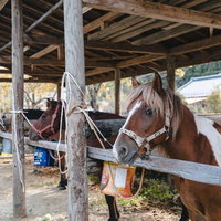 古殿八幡神社の厩舎に繋がれた流鏑馬の馬の写真
