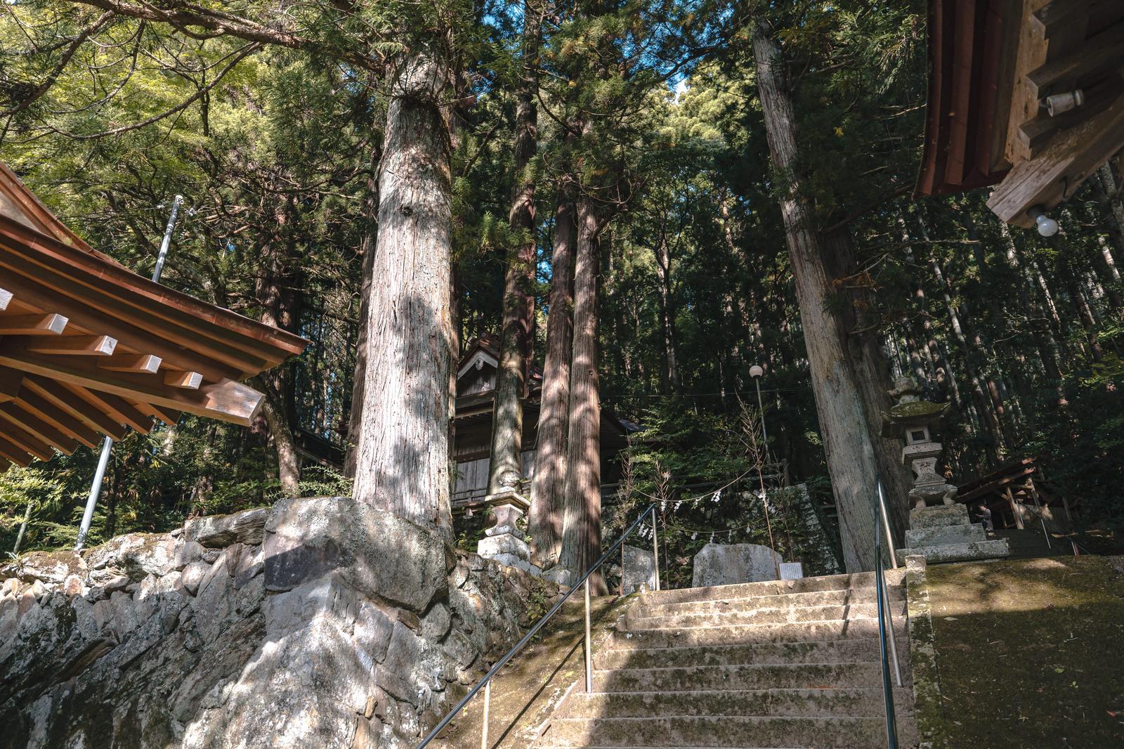樹齢の古い杉林に囲まれた古殿八幡神社の参道石段に差し込む木漏れ日